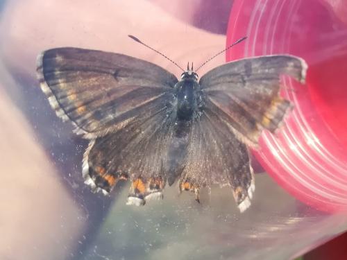 Réf. 260 914 : Polyommatus sp.